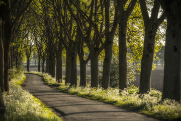 Dutch country side with trees