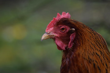 rooster chicken head close up red brown colors with grey 