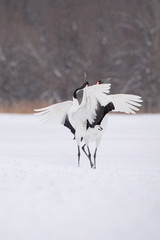 The Red-crowned crane, Grus japonensis The crane is dancing in beautiful artick winter environment Japan Hokkaido Wildlife scene from Asia nature. ..