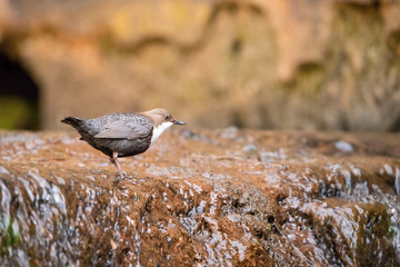 The White-throated dipper, Cinclus cinclus  The bird is perched in the creek in colorful forest in the spring Europe Czech Republic Wildlife nature scene. During nesting season, clear runnig water..