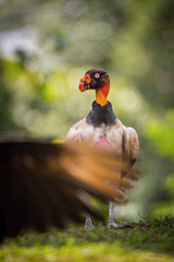 The King vulture, Sarcoramphus papa The bird is standing in beautiful colorful autumn environment America Costa Rica Pretty colorful contrasting backround with nice bokeh ..