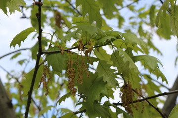 Oak flowers look like thin brown threads with knots