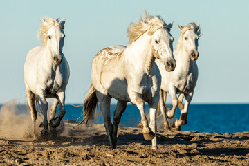 Camargue Horses in the south of France
