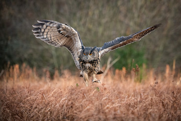 The Eurasian Eagle-Owl, Bubo bubo is flying in the autumn dark forest.