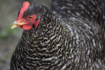 cat in the spring sunlight happy washing himself. Sleepy cat lying in the sun enjoying warmth. Cat hair visible close up shot of whiskers 