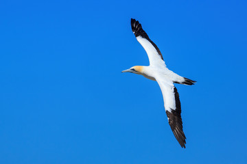 An Australasian gannet, a large seabird with a distinctive orange head, soaring in the sky