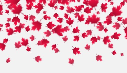 Falling red maple leaves background. Canada Day, July 1st celebration concept. Flying autumn foliage isolated on a gray backdrop. Modern style vector illustration for banners, posters, flyers, etc.