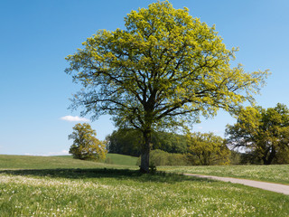 Fototapeta premium Bayerische Hügellandschaft mit Bäumen im Frühjahr