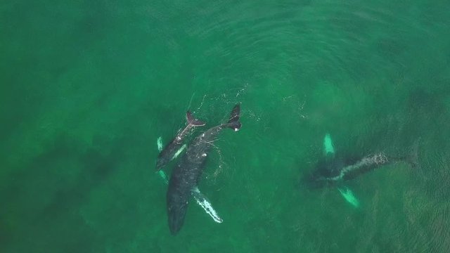 Humpback Whale and Calf Watching off Isla Conadora, Las Perlas Panama