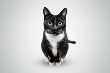 Black and white cat looking hopefully into the camera