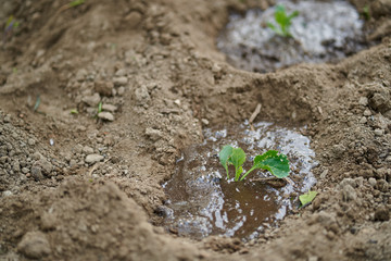 Watering cabbage seedlings
