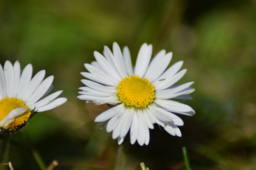 Obraz premium flower in the sunlight with happy colors for good feelings and vibes. Green in the background of the photograph. Close up of flower during spring