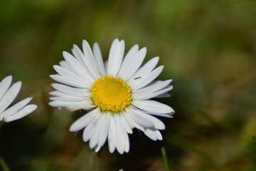 flower in the sunlight with happy colors for good feelings and vibes. Green in the background of the photograph. Close up of flower during spring