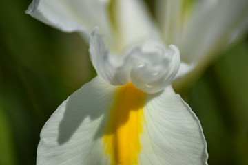 flower in the sunlight with happy colors for good feelings and vibes. Green in the background of the photograph. Close up of flower during spring