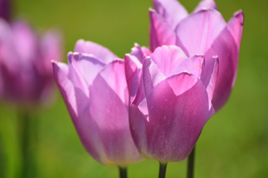 flower in the sunlight with happy colors for good feelings and vibes. Green in the background of the photograph. Close up of flower during spring