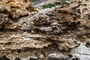The rough surface of the bark of the brown tree texture background