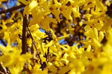 Żółte kwiaty wiosną