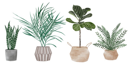 Set of plants in pots. Potted plants. Home gardening.