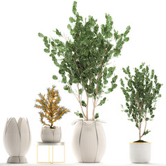 decorative trees in white baskets