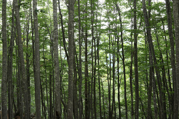 Fototapeta na wymiar Wind chasers, crooked and gnarled tree trunks in forest on Mount Vogel, Lake Bohinjsko jezero, Bohinj, Slovenia