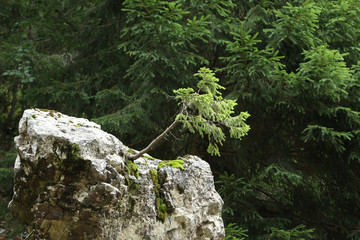 Wind chaser, spruce on a rock in forest on Mount Vogel, Lake Bohinjsko jezero, Bohinj, Slovenia