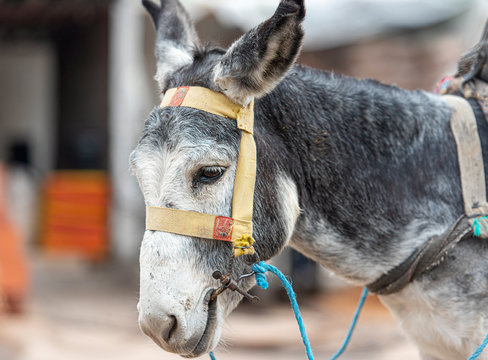 Sad, poor gray donkey in a street of Morocco, donkey at farm 