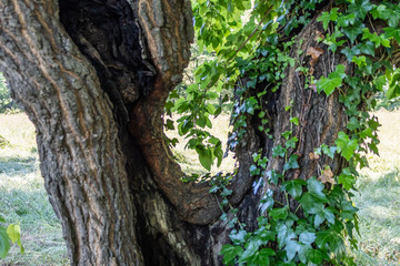 vue à travers un arbre