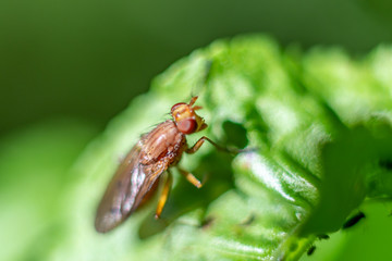 insect on a flower
