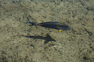 Arabian sohal surgeon fish in the natural environment, Red Sea