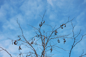 Gleditsia triacanthos inermis