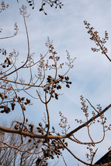 Paulownia tomentosa