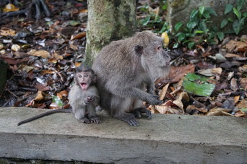 Langschwanzmakaken: ängstliches Jungtier mit Mutter im Regen, Ubud Affenwald