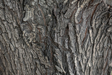 wood trunk texture