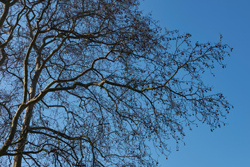 Obraz premium Platanus x hispanica