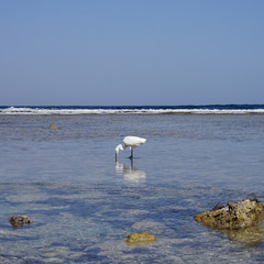 The white heron strolls along the stone plateau of the sea coast