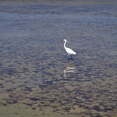 The white heron strolls along the stone plateau of the sea coast