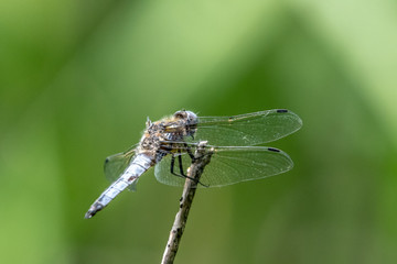 libellule
dragonfly