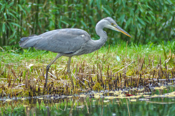 A grey heron (Ardea cinerea) in the wild. The grey heron ist a tall and long-legged predatory bird. Herons (Ardeidae) are native in most areas of our planet.