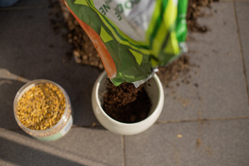 Uprawa trawy dla kotów w doniczce 5 © Maciej