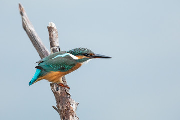 Obraz premium Common Kingfisher on the branch