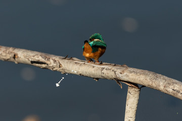 Common Kingfisher on the branch