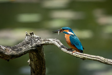 Fototapeta premium Common Kingfisher on the branch