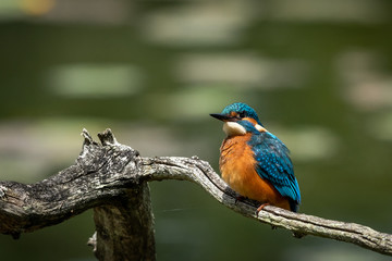 Fototapeta premium Common Kingfisher on the branch