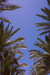 Coconut Palm tree with blue sky,retro and vintage tone.