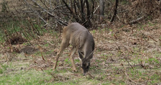 Black tailed deer grazing and eating fresh grass. Whistler, BC. 