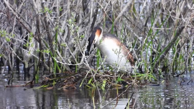 Haubentaucher&nbsp;(Podiceps cristatus) br&uuml;tet und wendet Eier