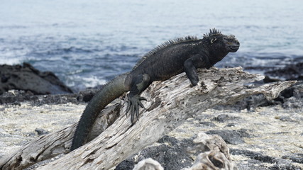 sea dragon sitting on lava rocks on a Galapagos island