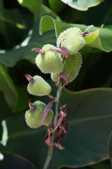 Green branches with green background. Place for text