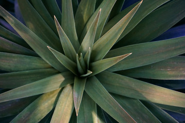 arrangement of the succulents or cactus succulents , overhead or top view