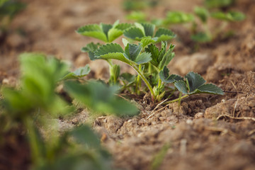 Obraz premium Bushy young Plant of Strawberries, strawberries in the Garden on a bed in the Open Air.Spring, garden